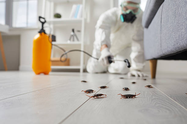 Affordable Termite Control solutions in Jefferson, NC
